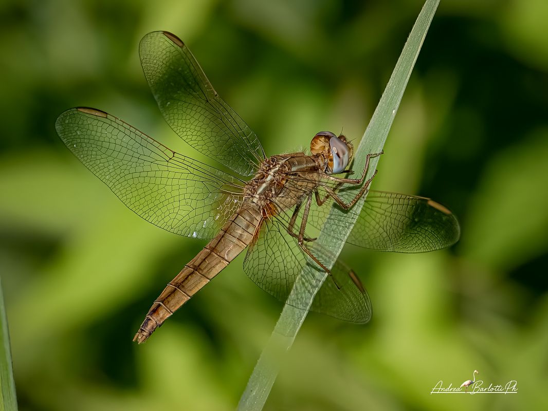 Crocothemis erythraea  - Barlotti Andrea