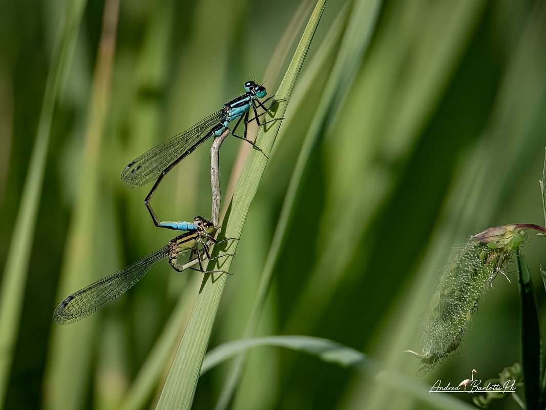 Ischnura elegans  - Barlotti Andrea