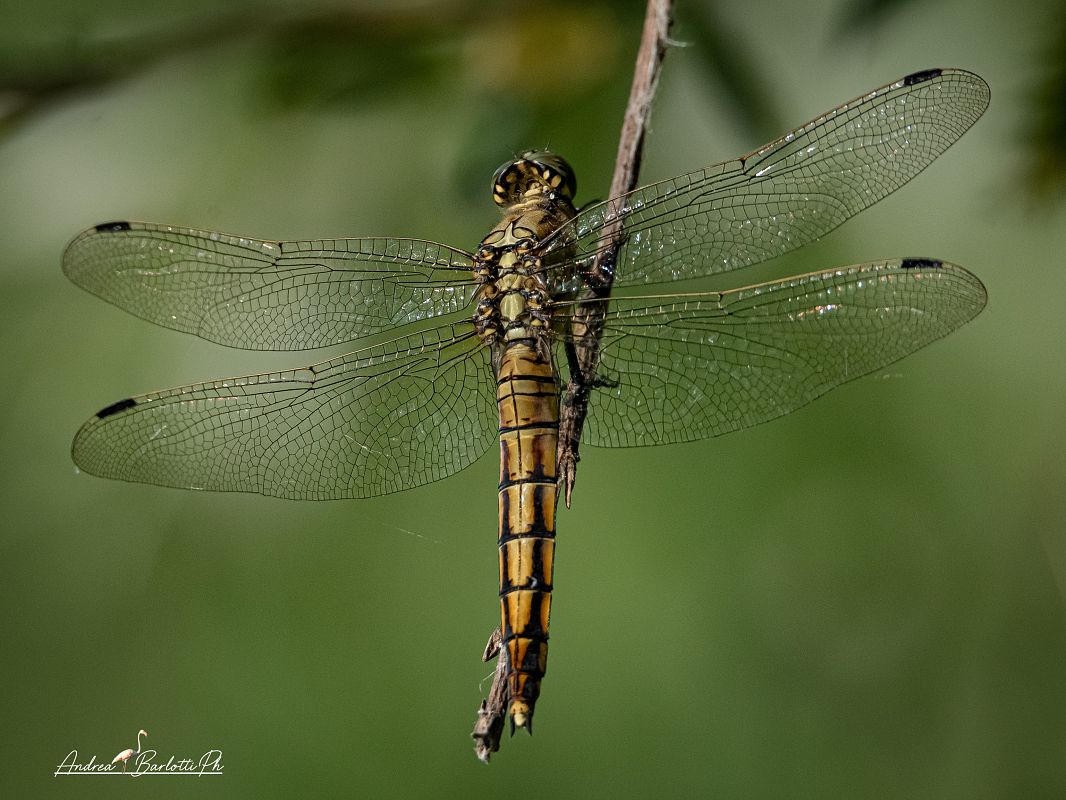 Orthetrum cancellatum  - Barlotti Andrea