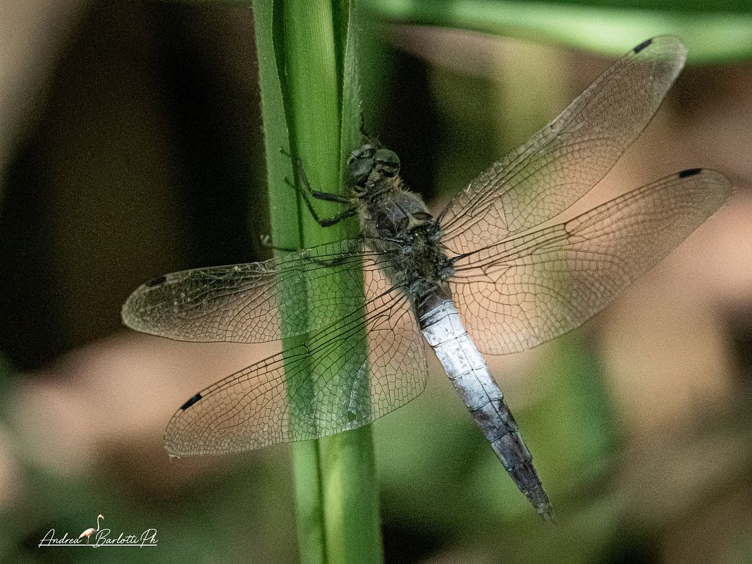 Orthetrum cancellatum  - Barlotti Andrea
