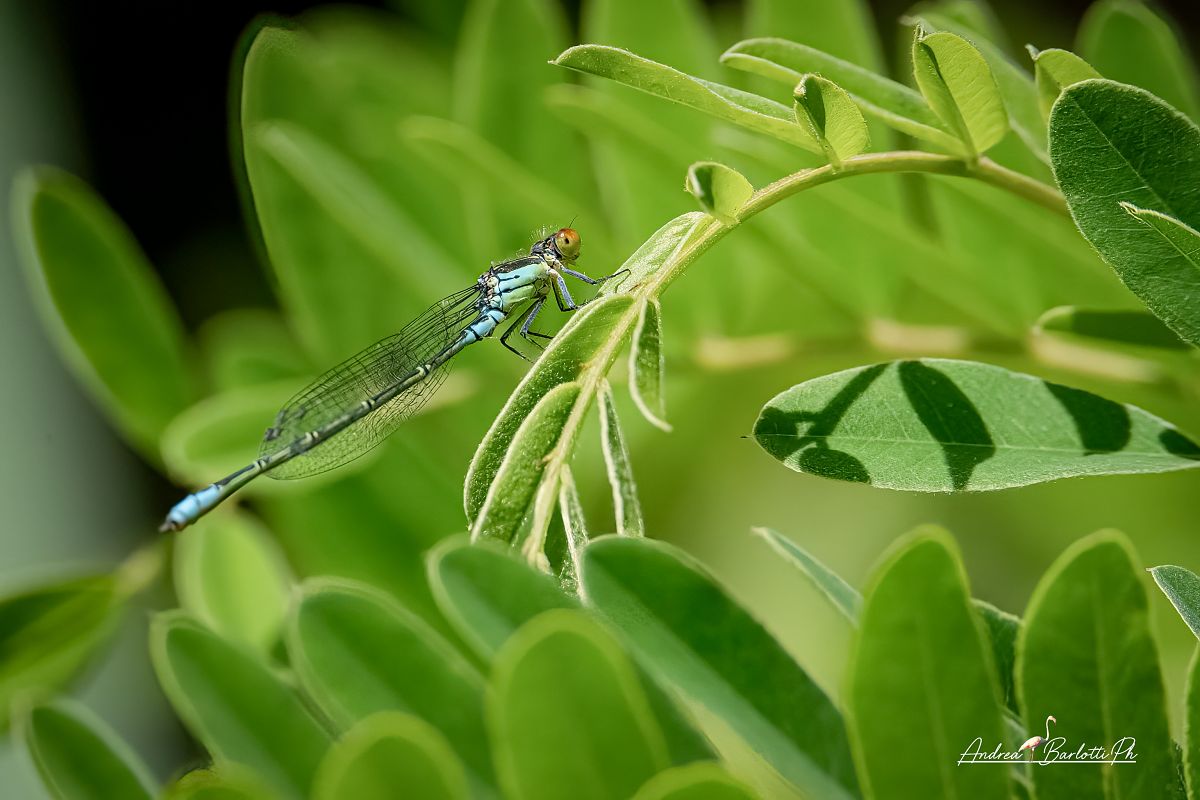Erythromma viridulum  - Barlotti Andrea