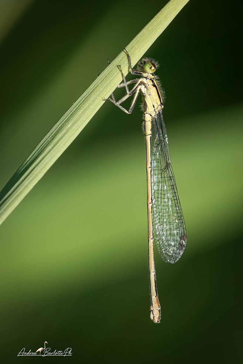 Erythromma viridulum  - Barlotti Andrea
