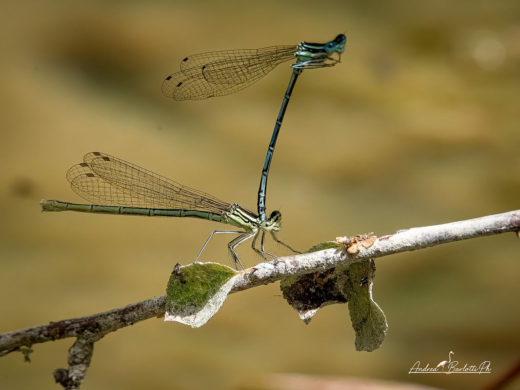 Platycnemis pennipes  - Barlotti Andrea