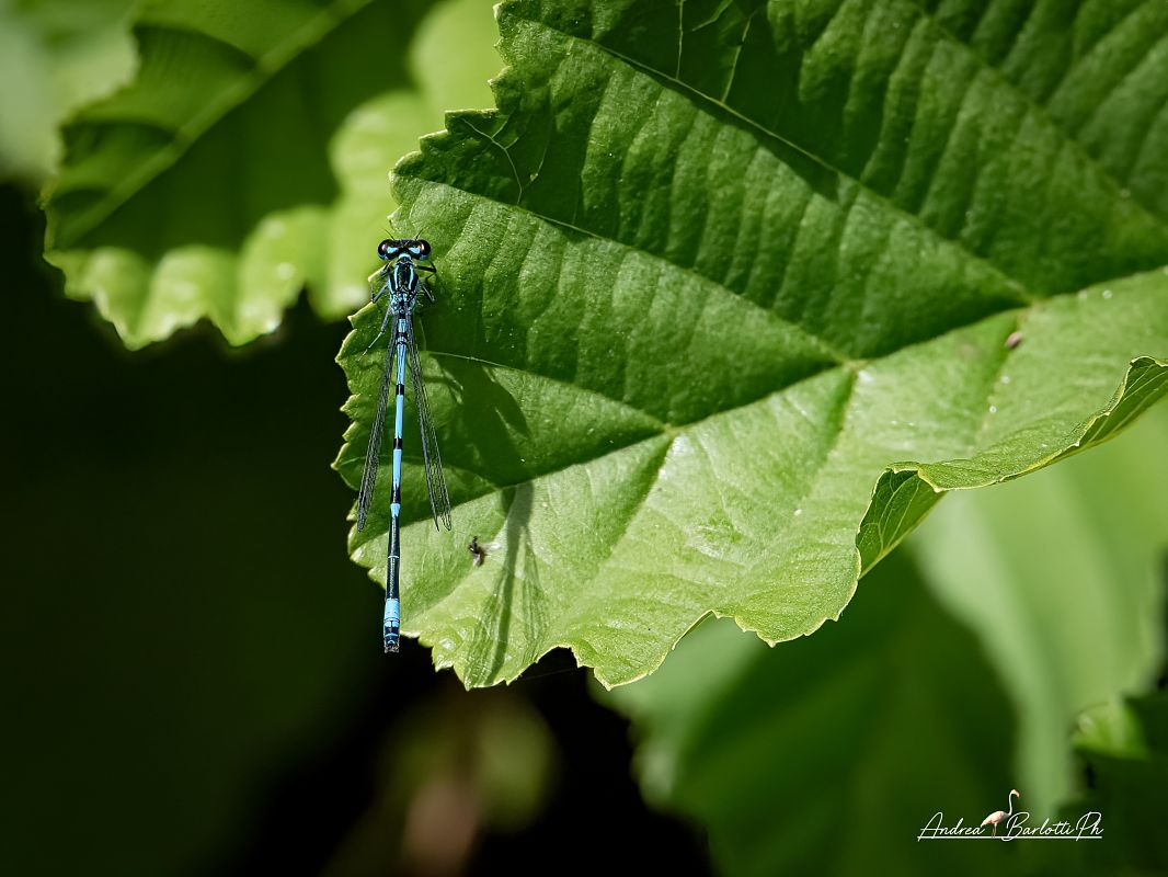 Coenagrion puella  - Barlotti Andrea