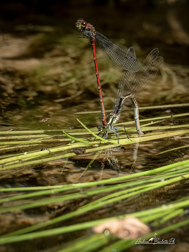 Pyrrhosoma nymphula  - Barlotti Andrea
