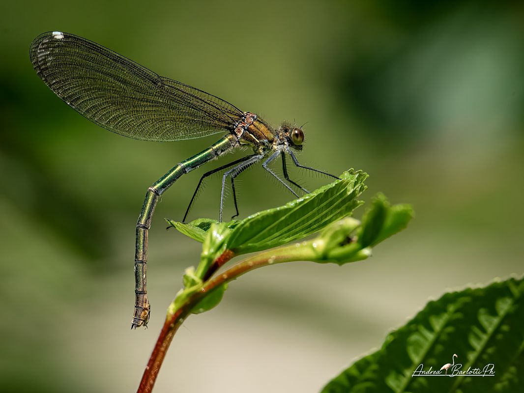 Calopteryx splendens  - Barlotti Andrea
