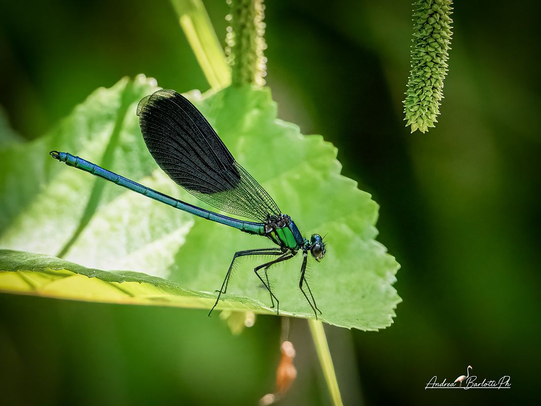 Calopteryx splendens  - Barlotti Andrea