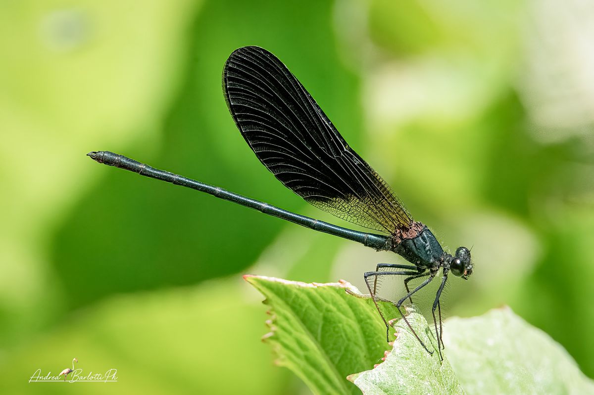 Calopteryx haemorrhoidalis  - Barlotti Andrea