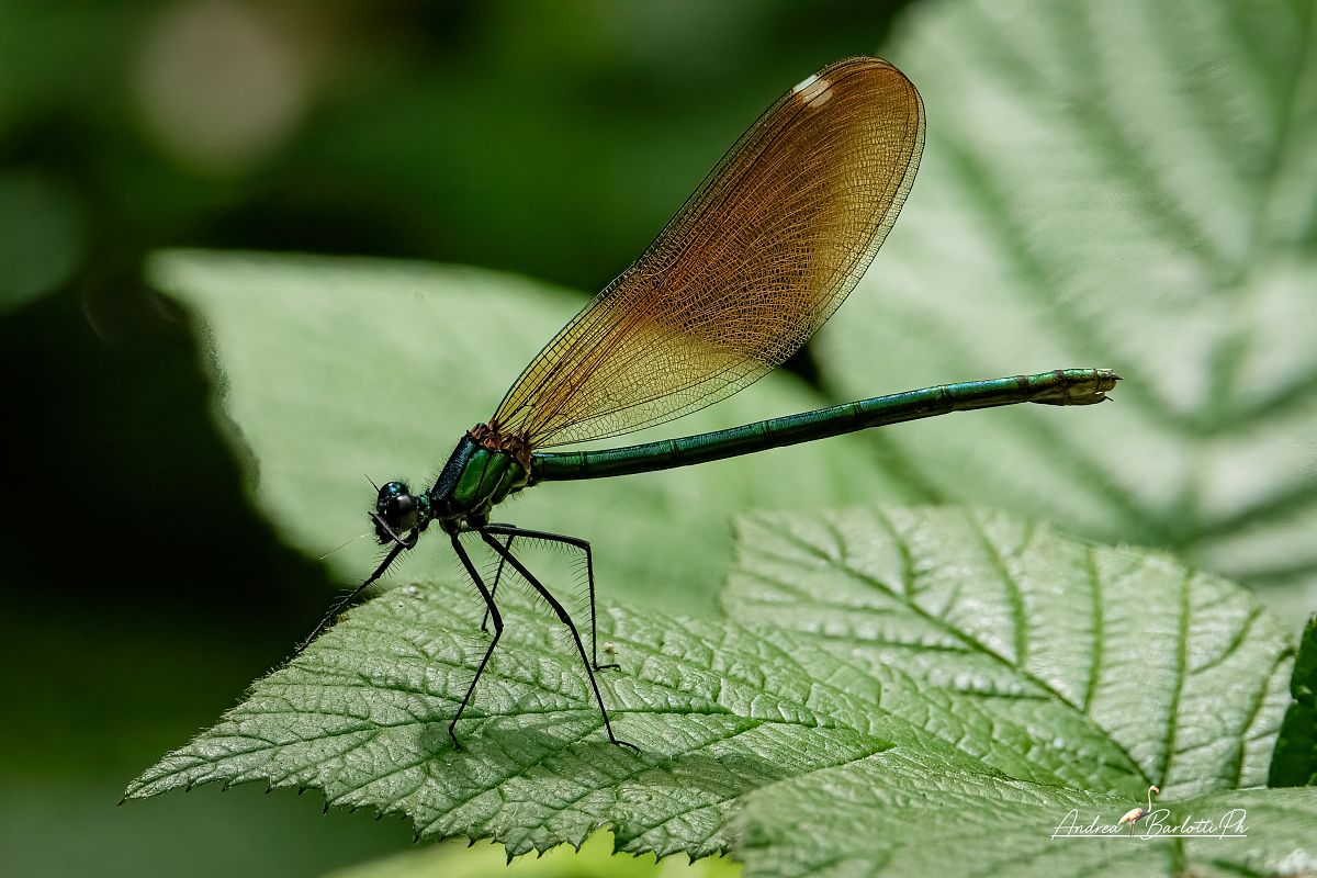 Calopteryx haemorrhoidalis  - Barlotti Andrea