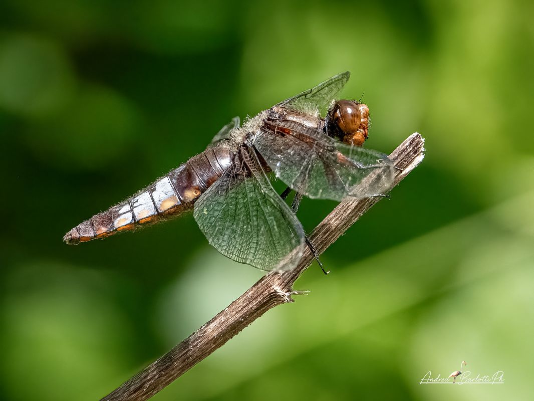Libellula depressa  - Barlotti Andrea
