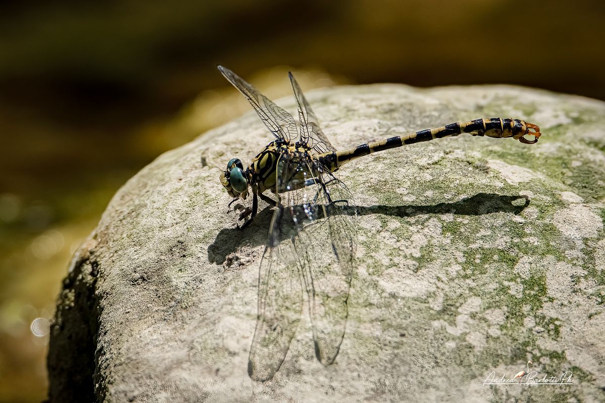 Onychogomphus forcipatus  - Barlotti Andrea