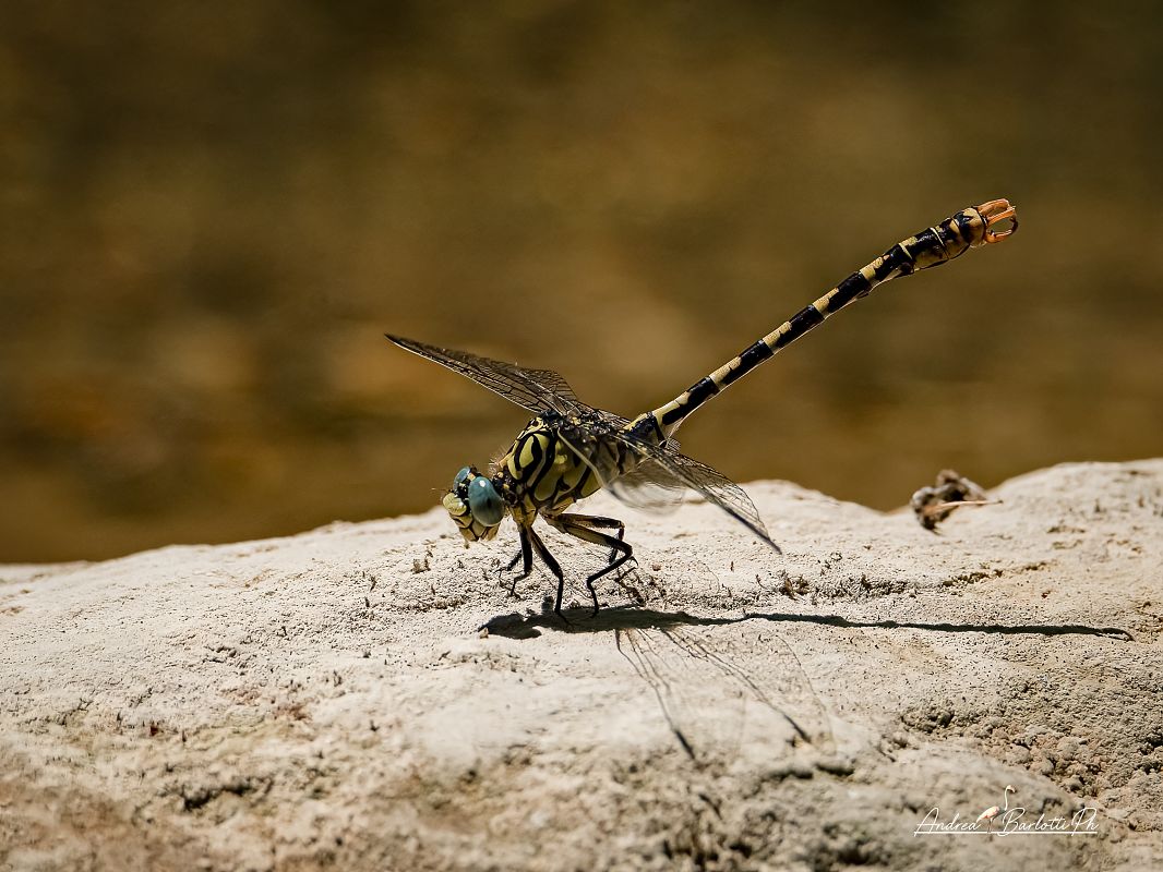 Onychogomphus forcipatus  - Barlotti Andrea