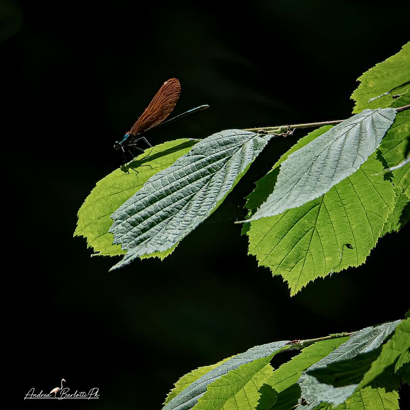 Calopteryx virgo virgo  - Barlotti Andrea