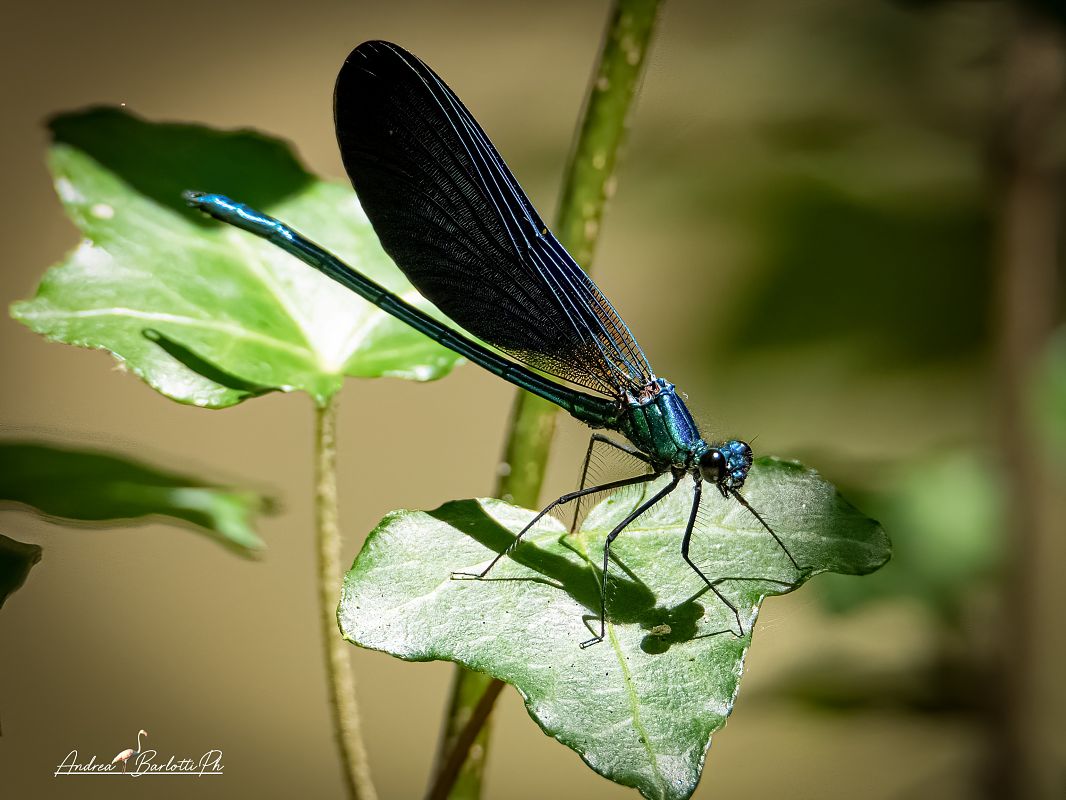 Calopteryx haemorrhoidalis  - Barlotti Andrea