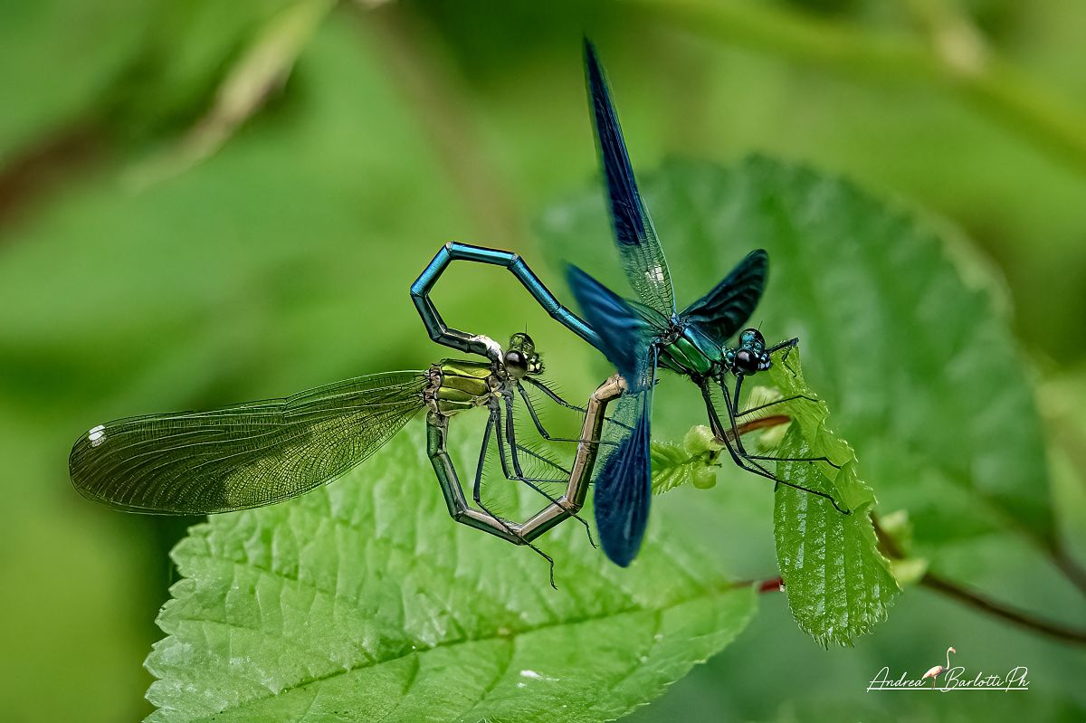 Calopteryx splendens  - Barlotti Andrea