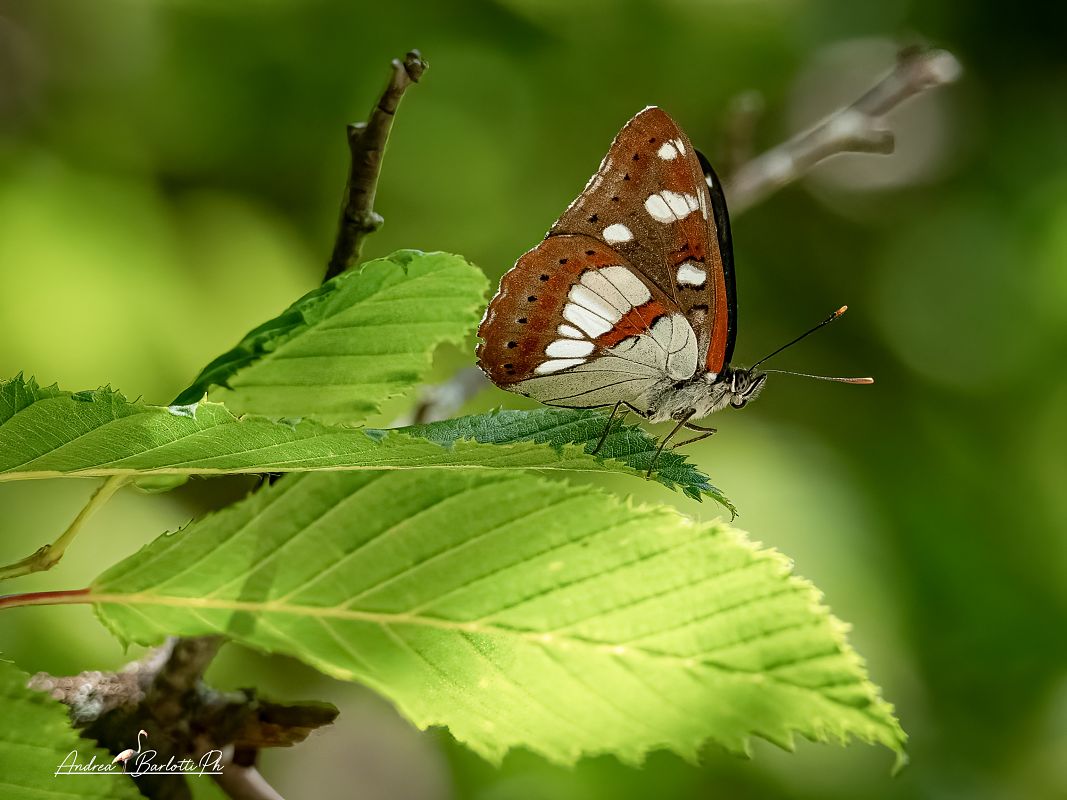 Limenitis reducta  - Barlotti Andrea
