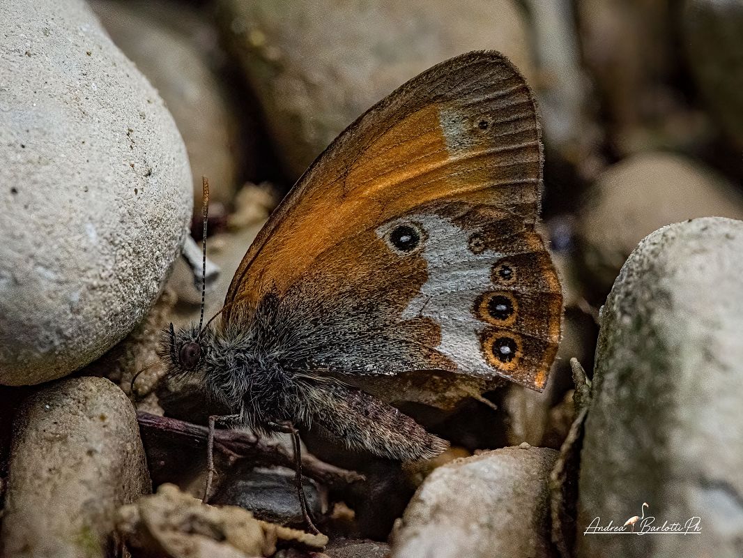 Coenonympha arcania  - Barlotti Andrea