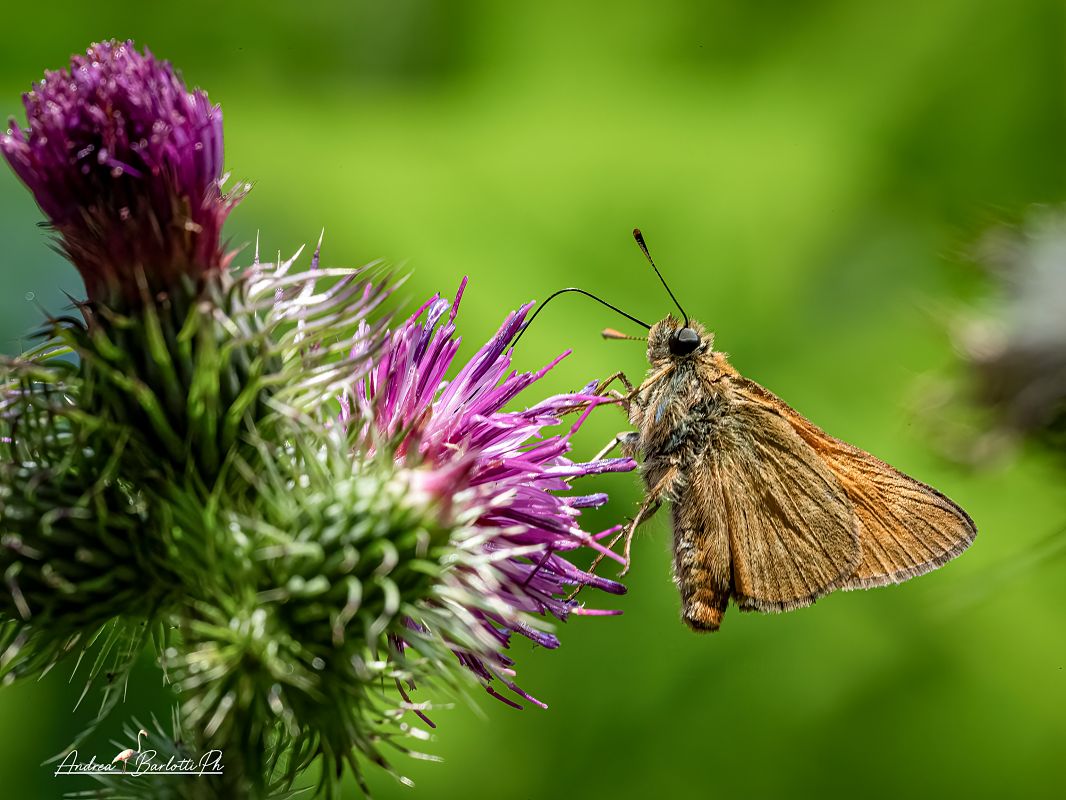 Erynnis tages  - Barlotti Andrea
