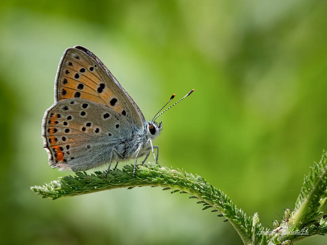 Lycaena alciphron  - Barlotti Andrea