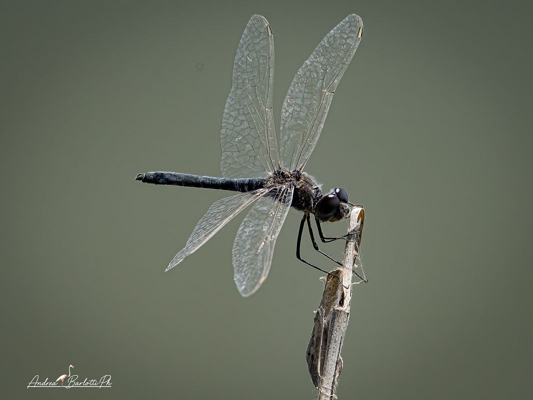 Selysiothemis nigra  - Barlotti Andrea