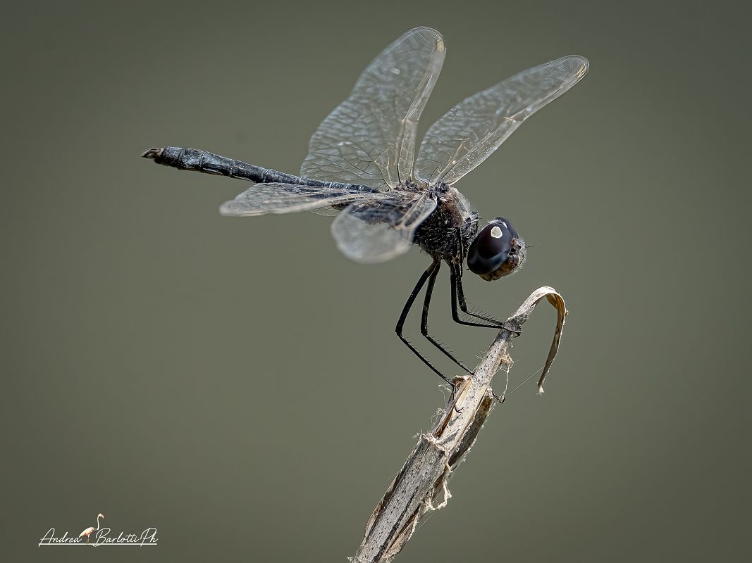 Selysiothemis nigra  - Barlotti Andrea