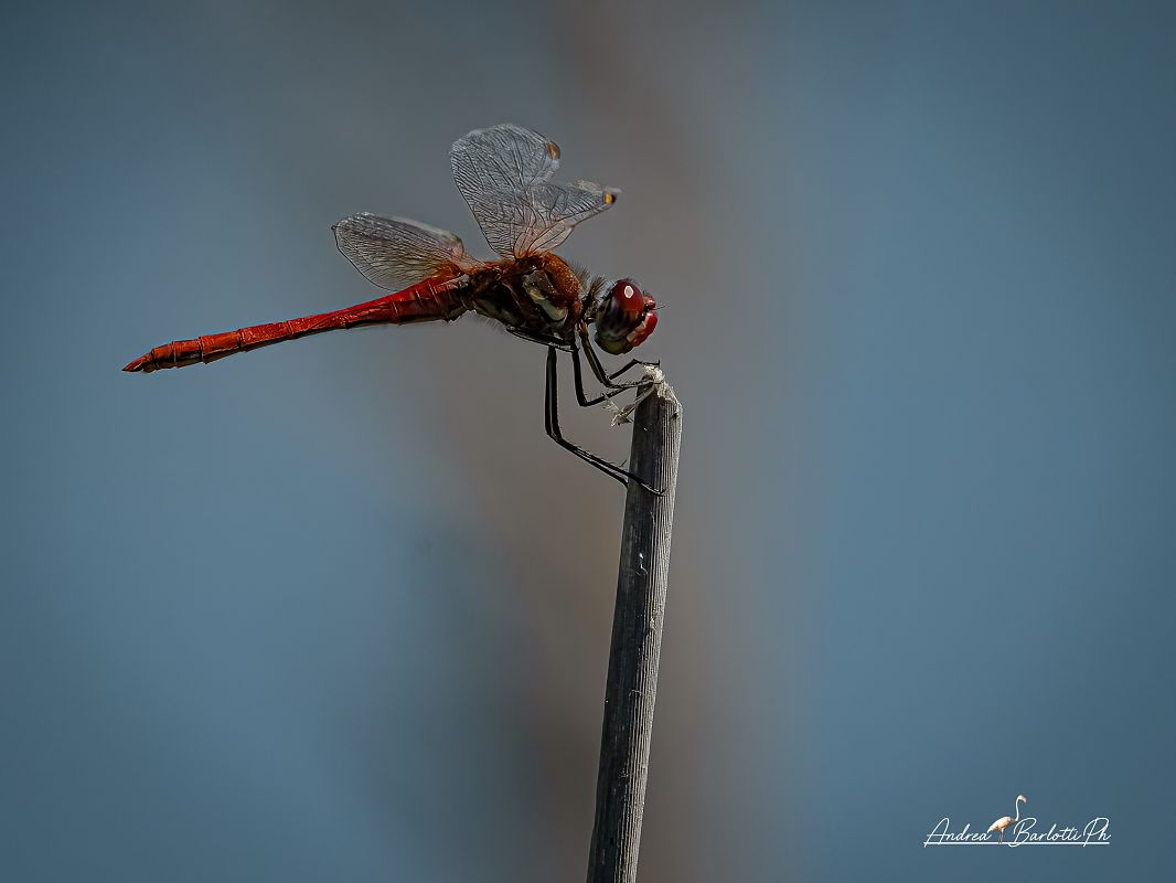 Sympetrum fonscolombei  - Barlotti Andrea