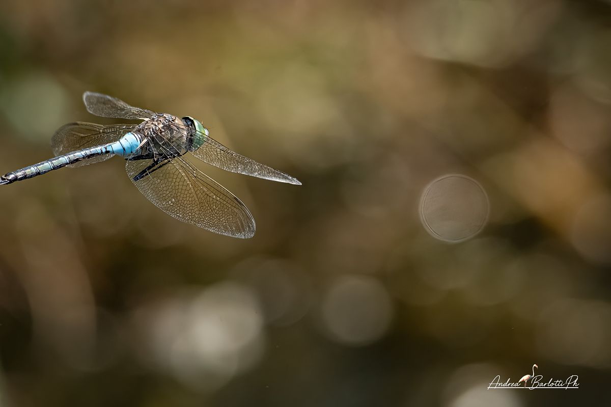 Anax parthenope  - Barlotti Andrea