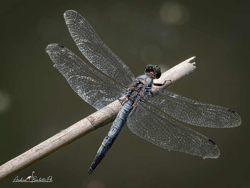 Orthetrum cancellatum  - Barlotti Andrea