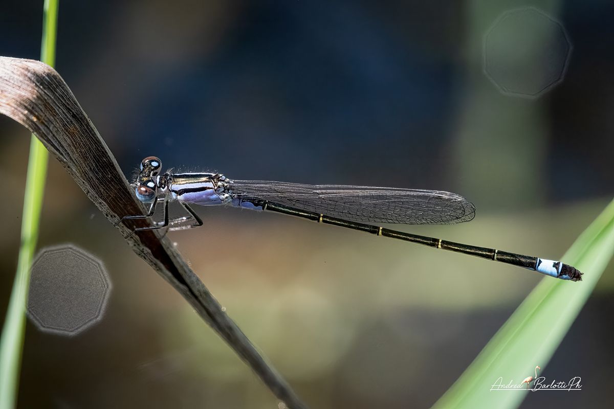 Ischnura elegans  - Barlotti Andrea