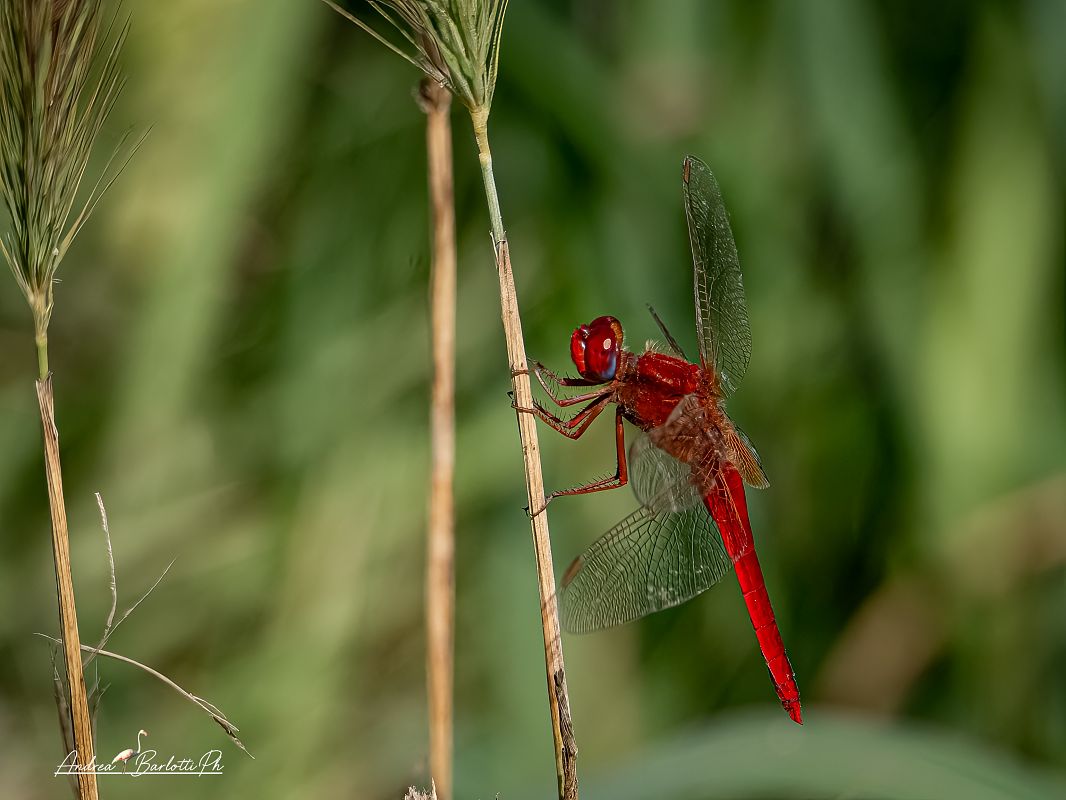 Feuerlibelle  - Barlotti Andrea