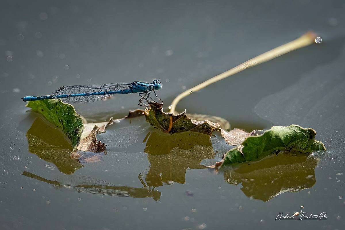 Erythromma lindenii  - Barlotti Andrea
