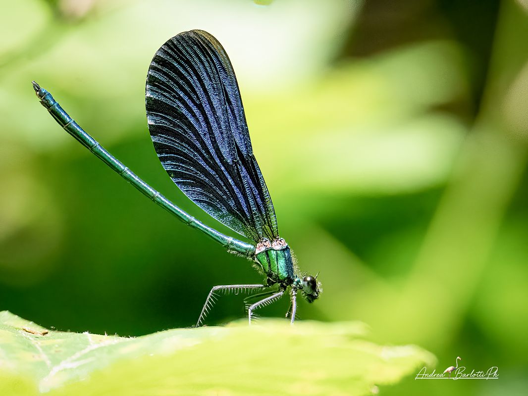 Calopteryx virgo virgo  - Barlotti Andrea
