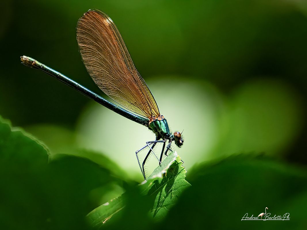Calopteryx virgo virgo  - Barlotti Andrea