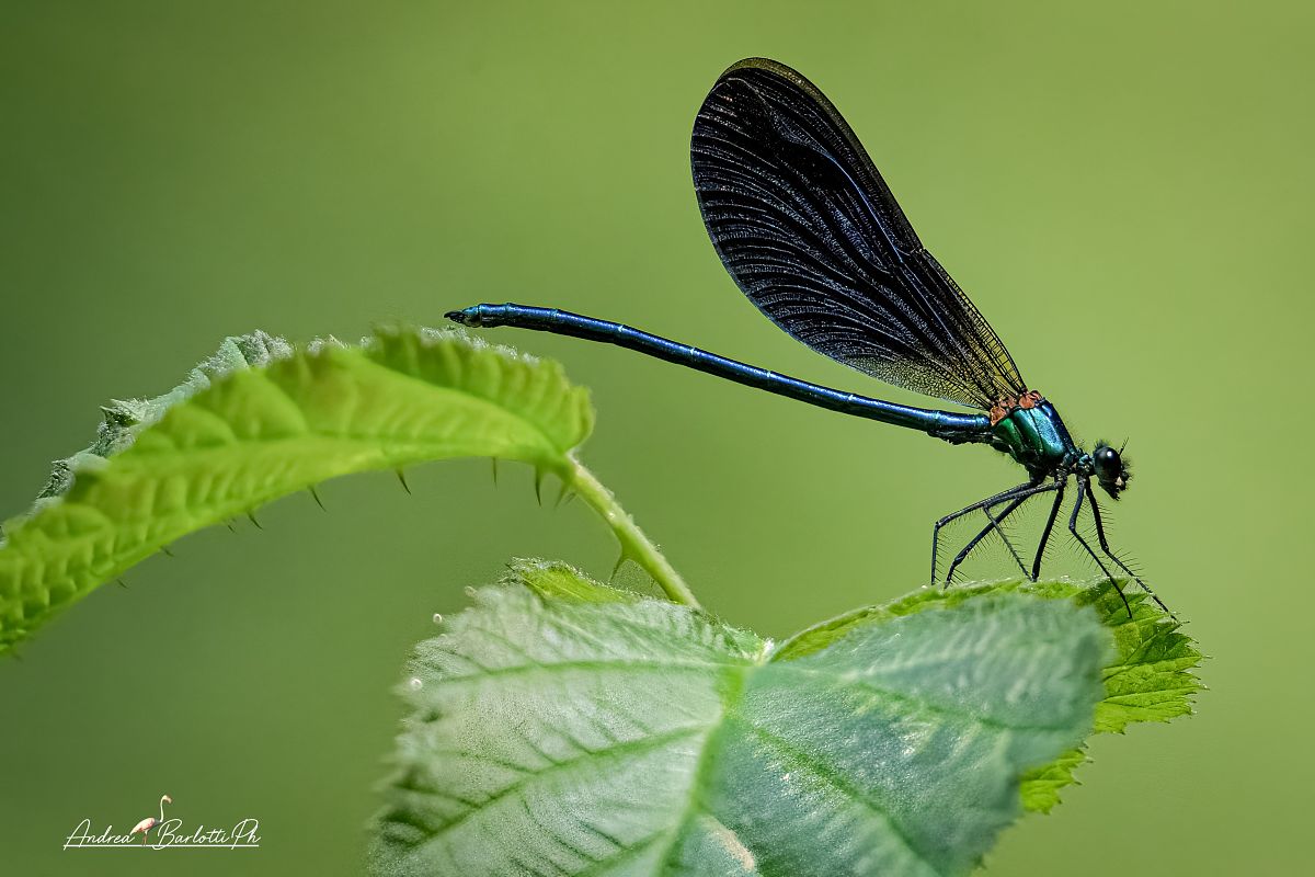 Calopteryx haemorrhoidalis  - Barlotti Andrea