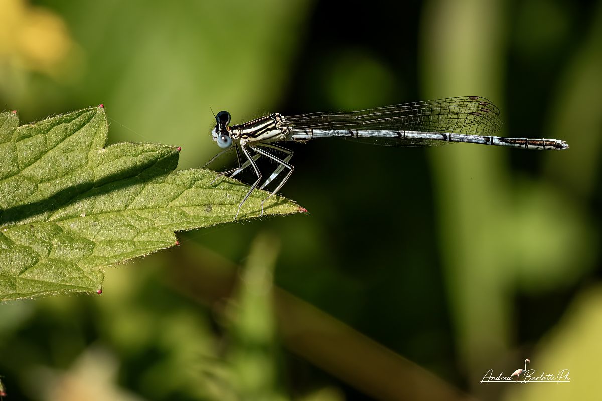 Platycnemis pennipes  - Barlotti Andrea