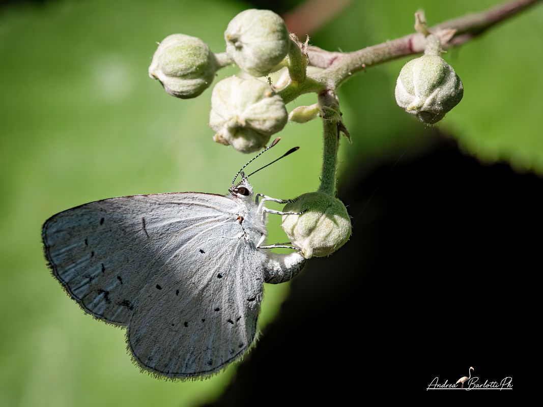Celastrina argiolus  - Barlotti Andrea