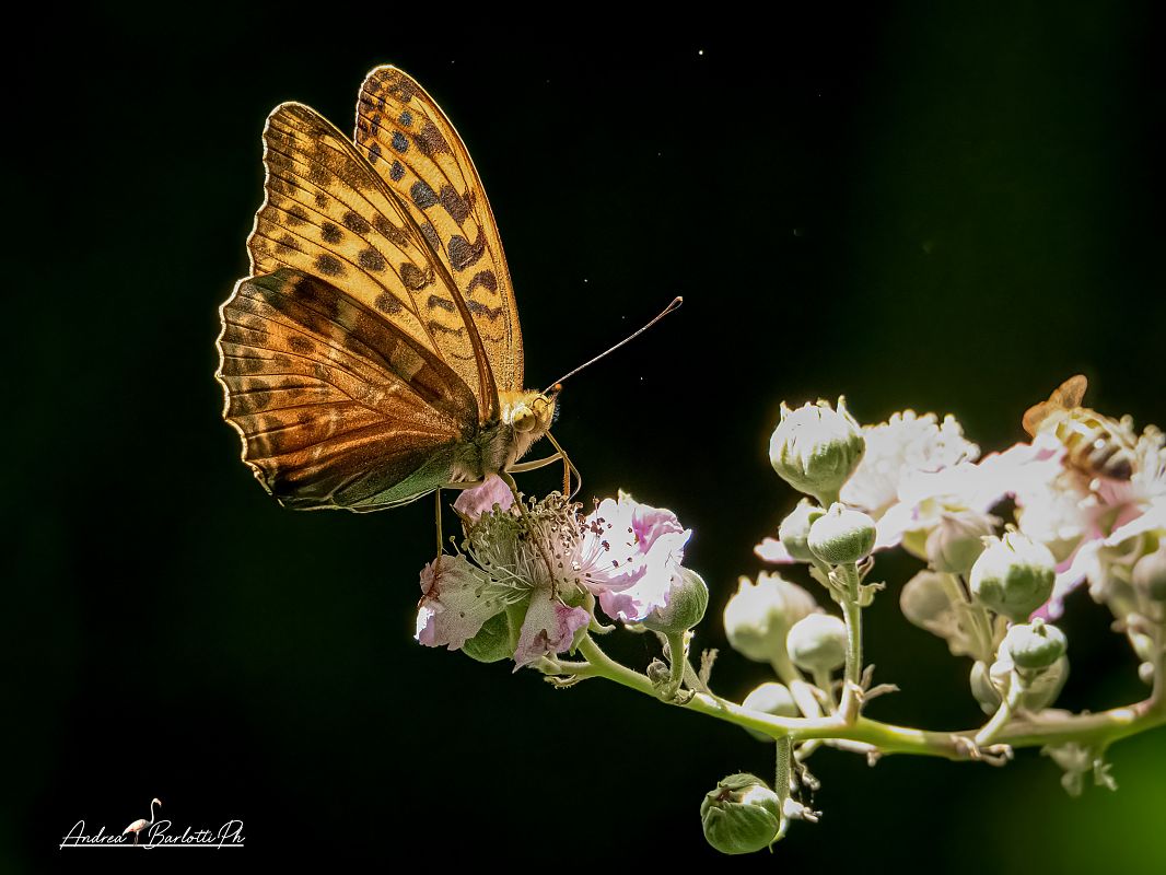 Argynnis paphia  - Barlotti Andrea