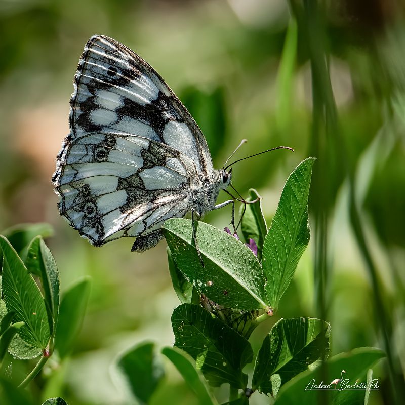 Melanargia galathea  - Barlotti Andrea