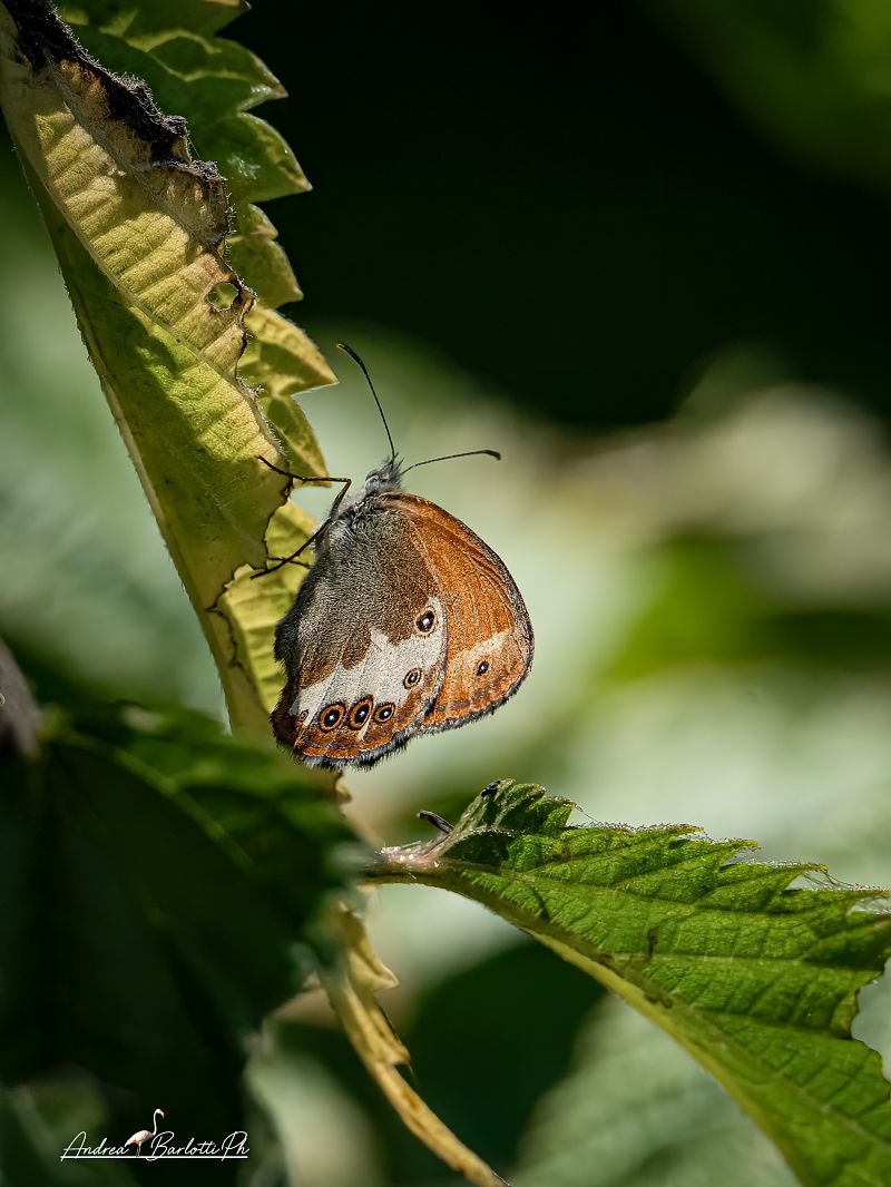 Coenonympha arcania  - Barlotti Andrea