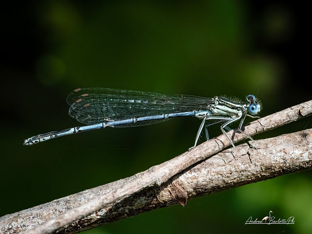 Platycnemis pennipes  - Barlotti Andrea