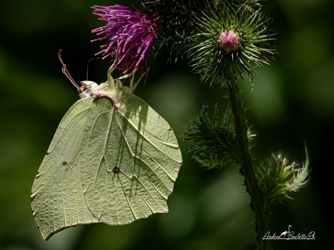 Gonepteryx rhamni  - Barlotti Andrea