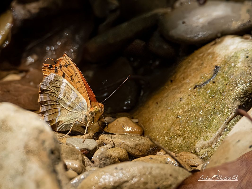 Argynnis paphia  - Barlotti Andrea