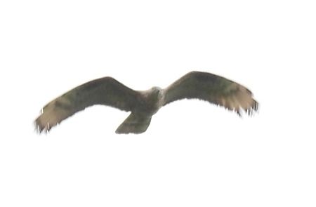 Falco pecchiaiolo  - Tiziana Ciaghi