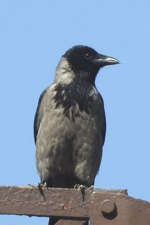 Cornacchia grigia  - Tiziana Ciaghi