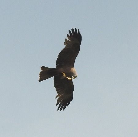 Nibbio bruno  - Tiziana Ciaghi