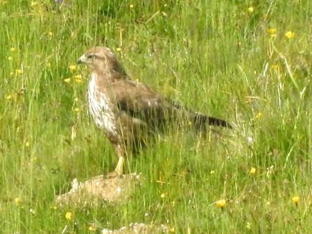 Buse variable  - Tiziana Ciaghi