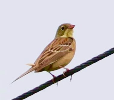 Ortolano  - Renzo Storer