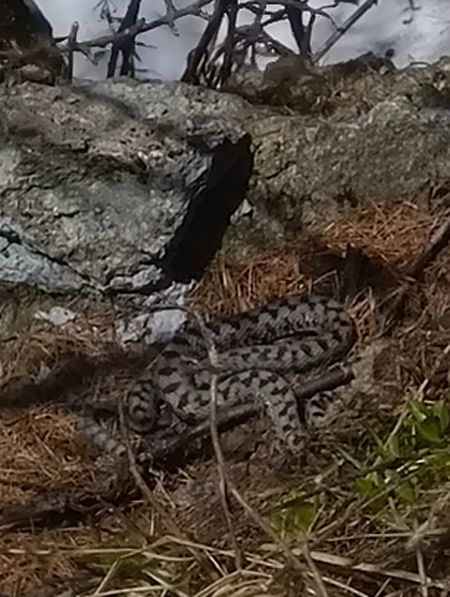 Vipera comune  - Cornaggia Davide