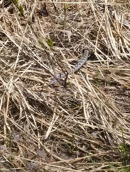 Vipera comune  - Cornaggia Davide
