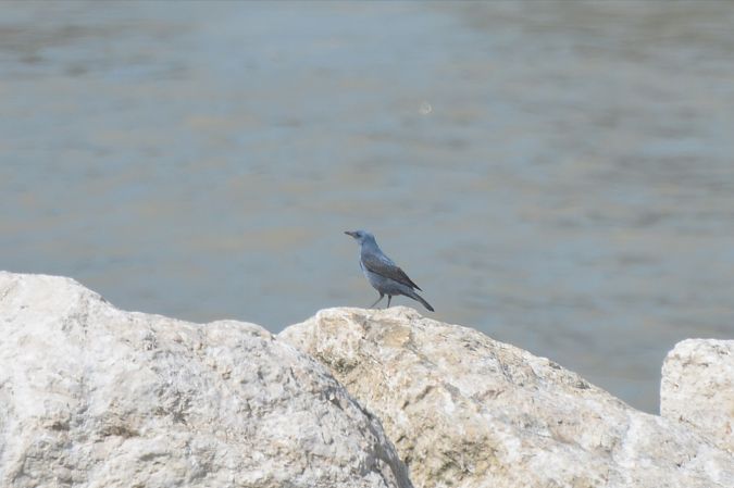 Passero solitario  - Eugenio Chernolyev